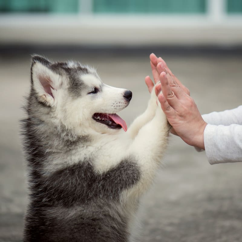 Dunnellon Animal Hospital in Dunnellon