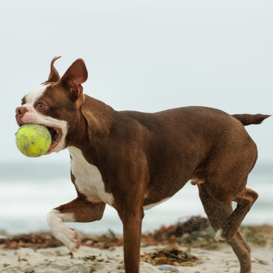 Dental Care, Citrus County Vet