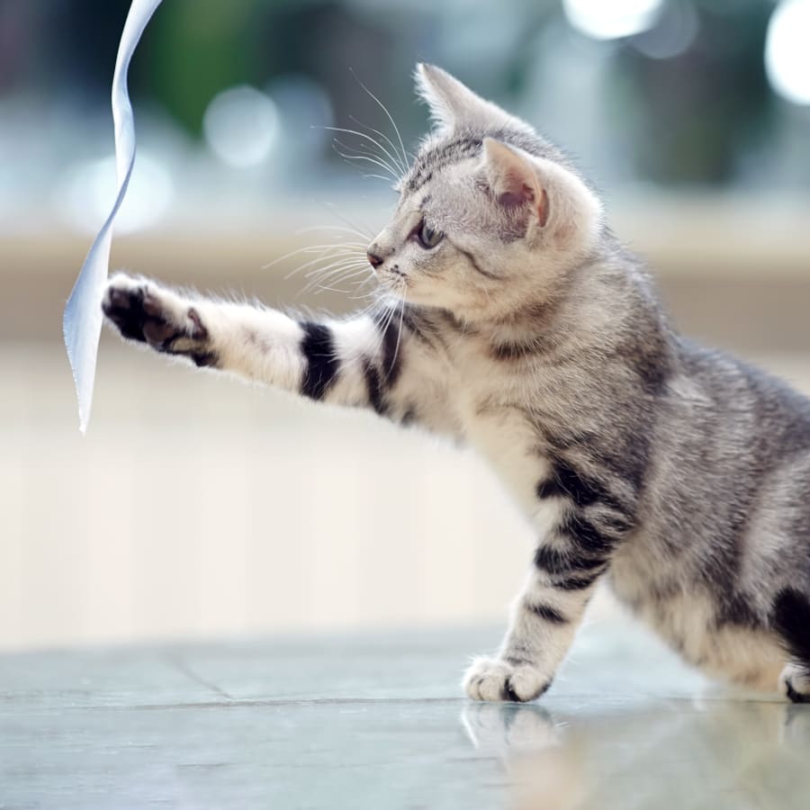 Cat Wellness Exams in Citrus County