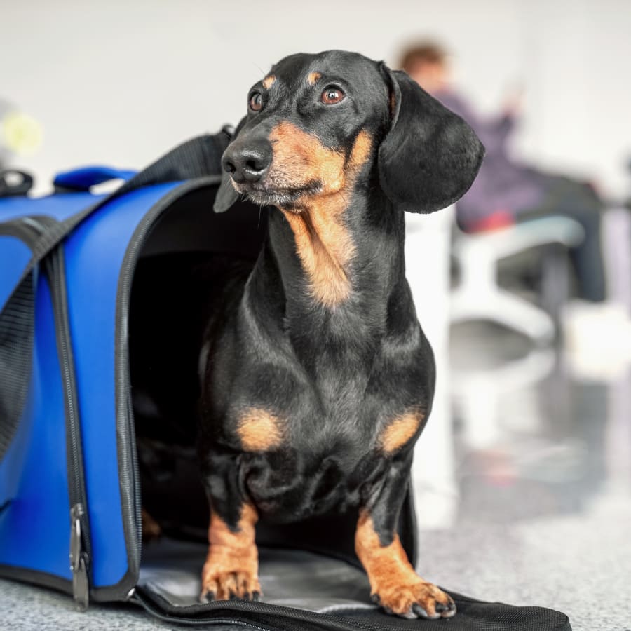 Dog at Vet Diagnostic Lab in Citrus County