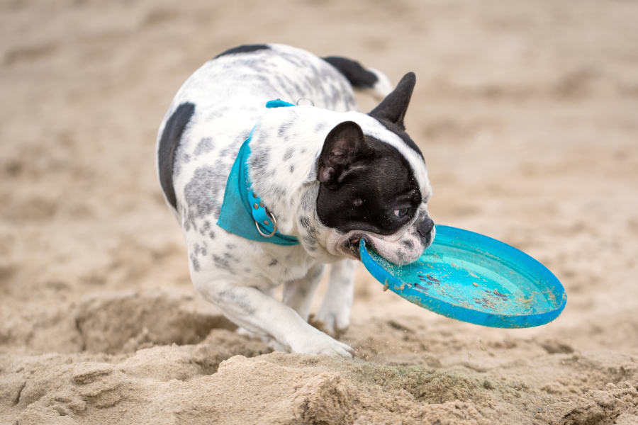 Welcome to Dunnellon Animal Hospital | Vets in Dunnellon, FL Welcome to Dunnellon Animal Hospital | Vets in Dunnellon, FL